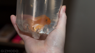 Illustration for article titled A Same-Day Delivery Startup Brought Me a Fish We Both Assumed Would Die